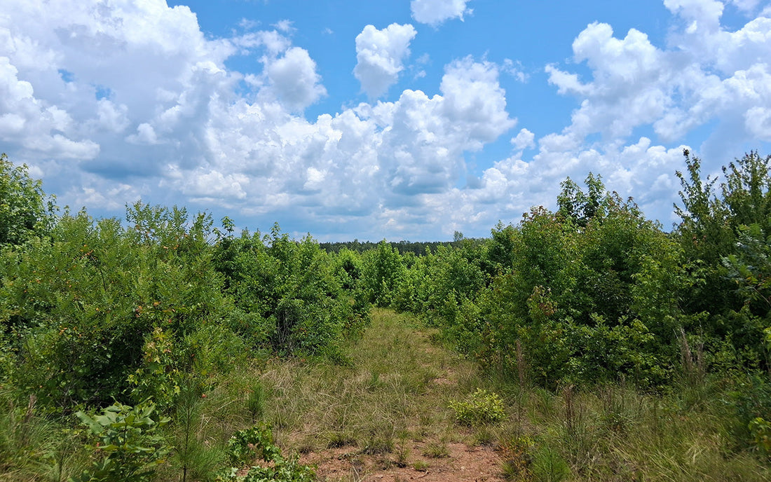 Rural Lease to Own Fly Over South Carolina