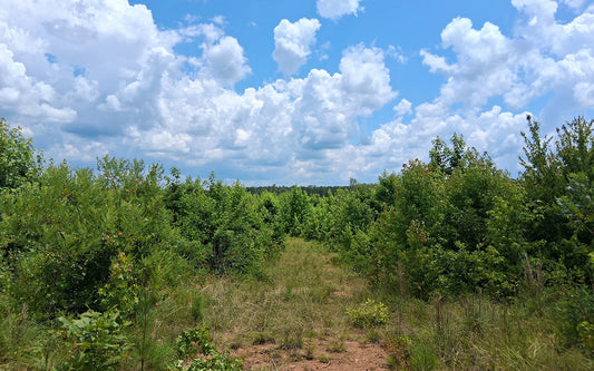 Rural Lease to Own Fly Over South Carolina