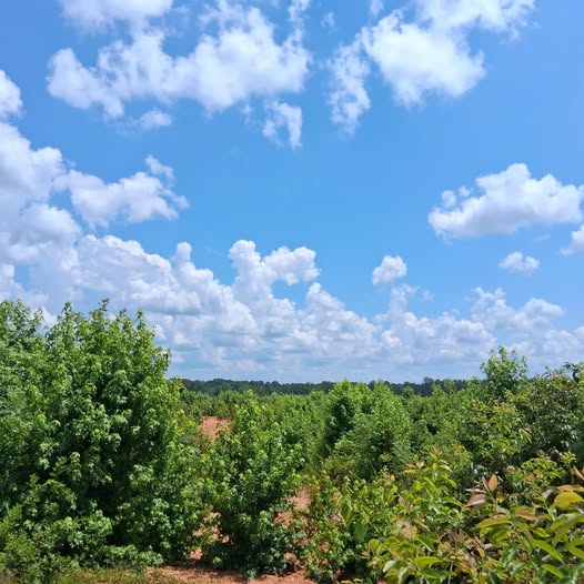Troy SC New Property
